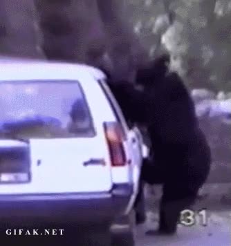 romper,ventana,coche,atacar,oso