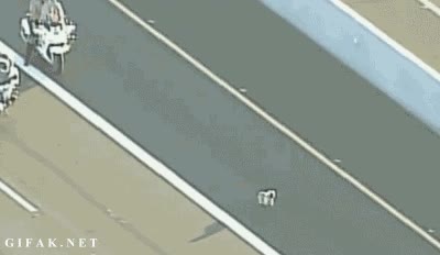 imposible de atrapar,perro,persecución,carretera,policia