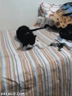 Gato,Girar,Dedo,Fuerza,Jedi