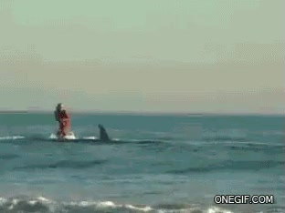 Tiburón,Surf,Ola,Caña de pescar