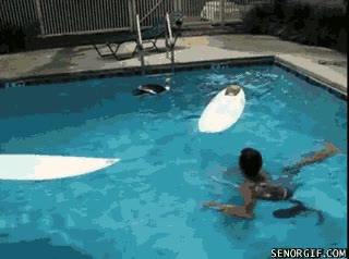 pato,piscina,mascota,correr,picotazo