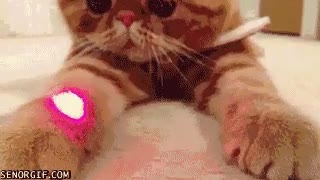 laser,gato,atrapar,punto rojo