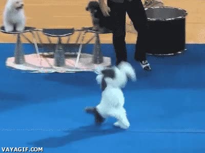 Backflips,Perro,Concurso,Saltar,Girar,Gimnasta