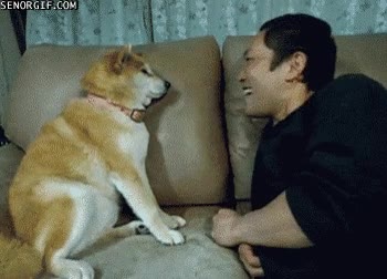 Perro,Mujer,Pareja,Terminar,Separar,Pata,Shiba inu