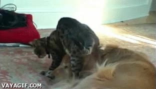 Pisar la cabeza,Trollear,Gato,Perro,Masaje