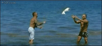 No sé si está más ciego que un gato de porcelana o es un pedazo de troll... volley,agua,hombres,perro,lanzar,pasar