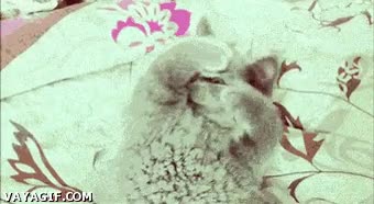 facepalm,hacer,gato,mujer,humano