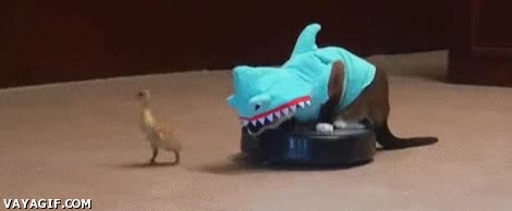 Fast food,pato,roomba,motorizado,tiburón,gato,aspiradora