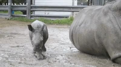 Todos los hijos aprenden de los padres por imitación, tenlo muy en cuenta Rinoceronte,Divertir,Volcar,Barro,Cria,Cachorro,Imitacion