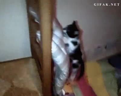 Caer,Gato,Saltar,Caida,Colchon