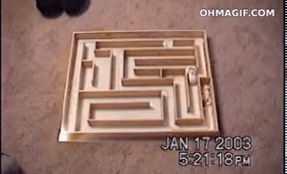 h&aacute;mster,est&aacute; acelerado,15 segundo,incre&iacute;ble,habilidad,genio