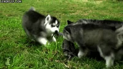 husky,cachorros,cuerda,juego,perros,morder