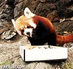 panda rojo,comida,fruta,alimento,monada,caja