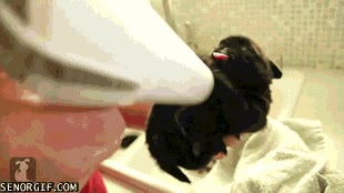 Perro,Cachorro,Secar,Secador de pelo,Ba&ntilde;o.