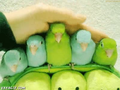 Acxariciar,Caricia,Juntos,Cinco,Loros,Cariño,Mimo