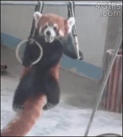 panda rojo,anillas,gimnasio,habil,dominadas