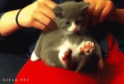 Masajear,Gato,Masaje,Mano,Placer,Gatito