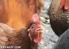 ordenador,olvido,música dramática,gallina,expresion,oh no