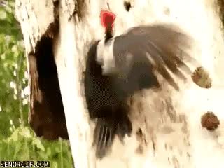 Propiedad,Árbol,Pájaro carpintero,Serpiente,Pelea