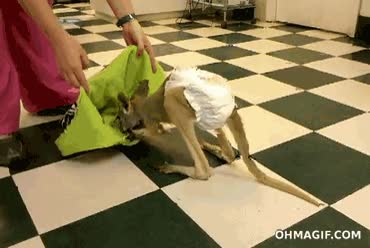 canguro,animal,coger,caer,bebe,cria,cachorro,bolsa,marsupial