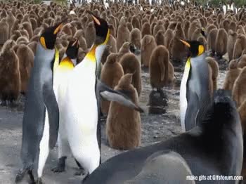 expresion,sacar pecho,orgullo,ex,rencor,ping&uuml;ino,toparse