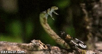 oruga,camuflage,asesino,hoja,mosca,rama