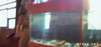 Fail,Pecera,Acuario,Gato,Ninja,Correr,Saltar,Loco