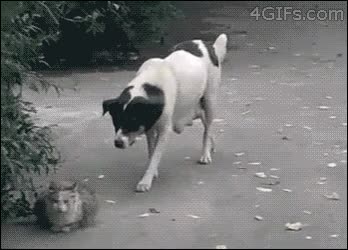 por la espalda,gato ninja,gato,crack,perro,pelea