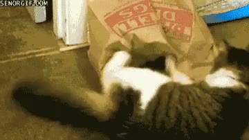 Gato,Pelea,Bolsa,Dormir,Posesividad