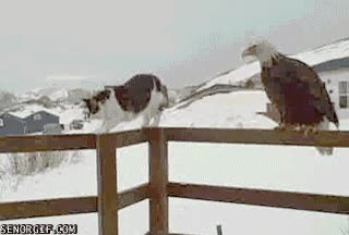 Colegas,Amigos,Valla,Acercar,Pájaro,Gato,Aguila