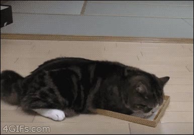 caja de carton,Gato,tapa,dormir
