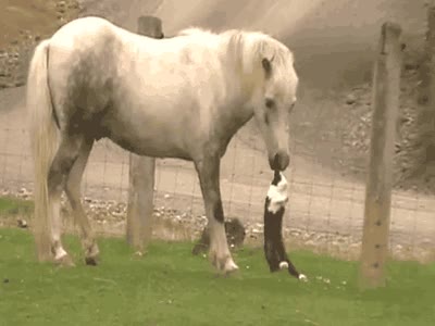 Morder,Comida,Soltar,Comer,Caballo,Orejas