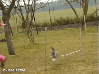 circuito,increíble,rapidez,acrobacia,concurso,ninja,agility