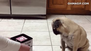 brujería,perro,susto,carlino,caja sorpresa,muelle,caja musical