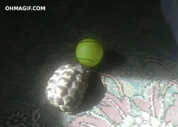 pelota,mejor,tortuga,deporte,tenis,rematar de cabeza