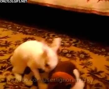 zumbar,peluche,equivocación