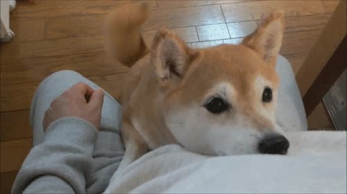 Shiba inu,Mirada,Pasear,Favor,Cariño,Perro