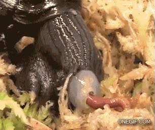 lombriz,comer,rapidez,carnívoro,caracol,alimentación,miedo