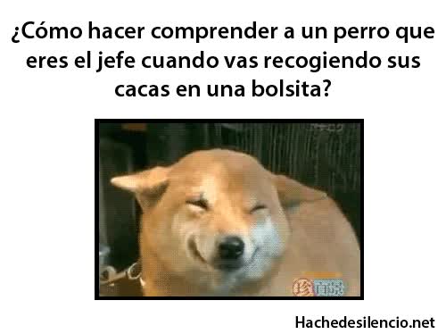 mierda,recoger,bolsa,mandar,dueño,caca,perro