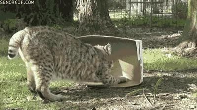 gato,cama,lince,uso,caja,carton