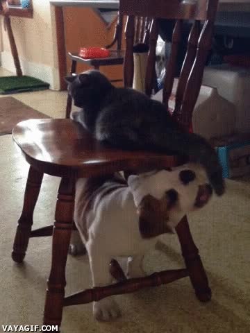 perro,morder,cola,entretener,gato,ocupado