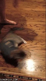 Chaleco,Clase.Caer,Muerto,Caída,Patas,Levantar,Gato