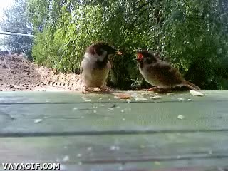 pajaros,gorriones,romance,cari&ntilde;o,amor,aves,querer,compartir