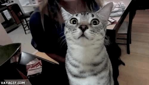 Mirada fija,Camara,Asustar,Maullar,Tocar,Susto,Gato