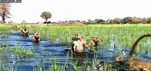 cruzar,babuinos,manada,monos,pantano,agua,seguir