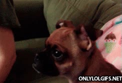 mufasa,simba,muerte,llorar,conmover,perro