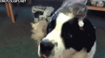 cartuchos,cacerola,paciencia,gato,cargar,equilibrio,perro,san bernardo