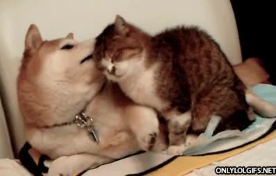 ternura,entender,akita,gato,perro,cari&ntilde;o