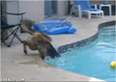 al agua,tropezar,traspies,piscina,lol,caida,pelota,perro