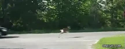 saltar,esquivar,bambi,ciervo,coche,carretera,casi atropello